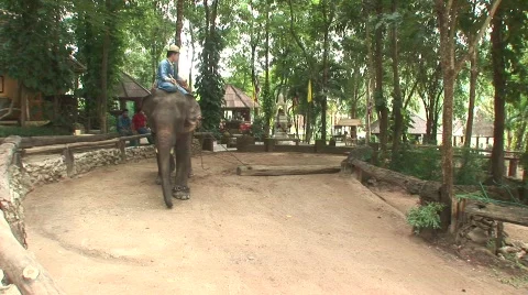 Thai elephant Stock Footage 567951
