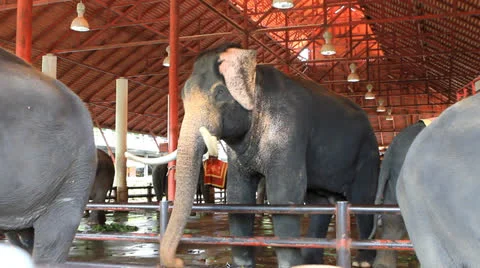 Thai elephant Stock Footage 24964090