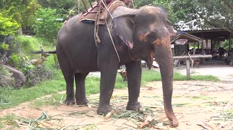 Thai elephant Stock Footage 48533596