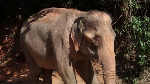 Thai elephant Stock Footage 70264693