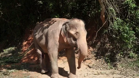 Thai elephant Video stock 70265639