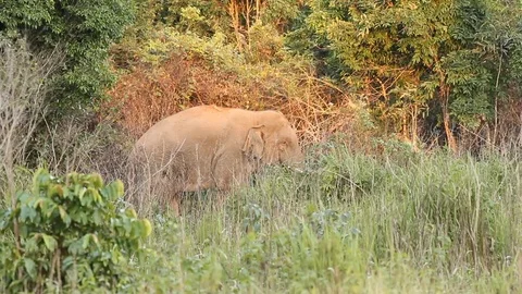 Thai elephant Stock Footage 80483768