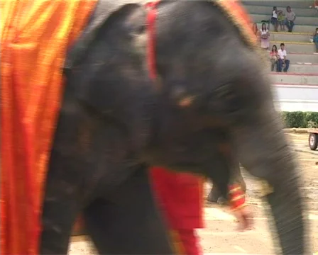 Thai elephant hand stand 스톡 동영상 503242