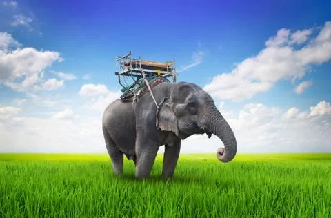 Thai elephant on meadow Stock Illustration