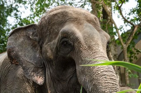 Thai elephant in open zoo nature Stock Photos