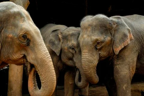 Thai elephant Stock Photos