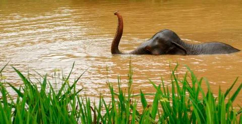 Thai elephant Stock Photos