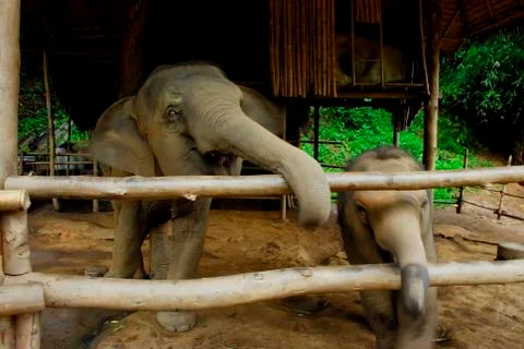 Thai elephant Stock Photos