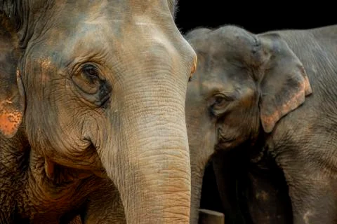 Thai elephant Stock Photos