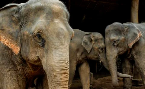 Thai elephant Stock Photos