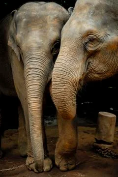 Thai elephant Stock Photos