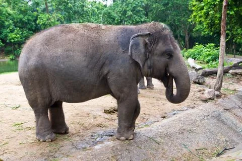 Thai elephant Stock Photos