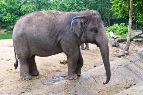 Thai elephant Stock Photos