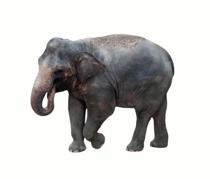 Thai elephant. Stock Photos