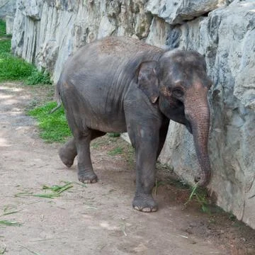 Thai  elephant. Stock Photos