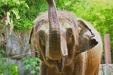 Thai Elephant Foto stock