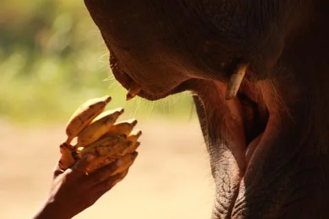 Thai elephant Foto stock