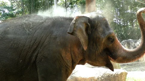Thai elephant throwing dust Stock Footage 68759957