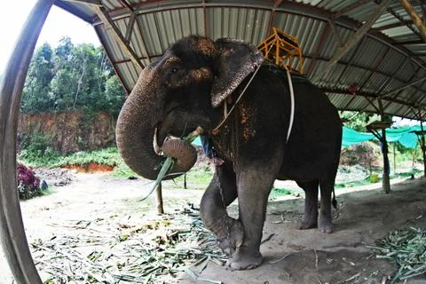 Thai Elephant wide angle Stock Photos
