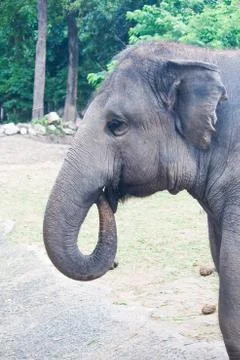 Thai elephants close up Stock Photos