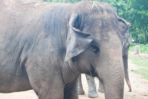 Thai elephants close up Stock Photos