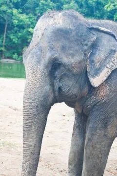 Thai elephants close up Stock Photos