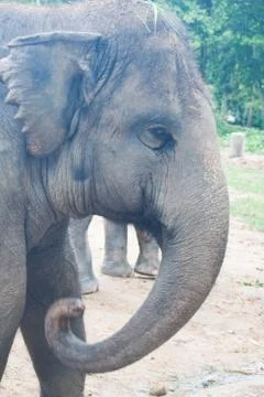 Thai elephants close up Stock Photos