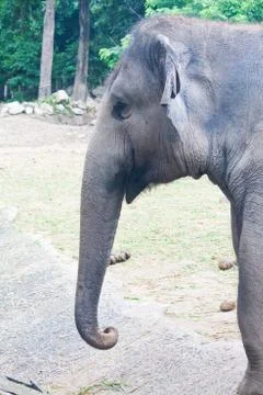 Thai elephants close up Stock Photos