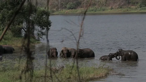 Thai elephants taking a bath on the river Stock Footage 149017883