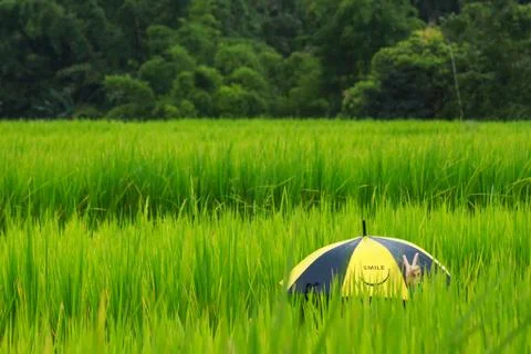 The thai farm view Stock Photos
