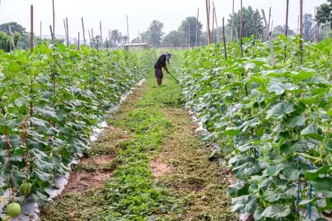 Thai farmer in black shirt weeding in melon plantation. Stock Photos