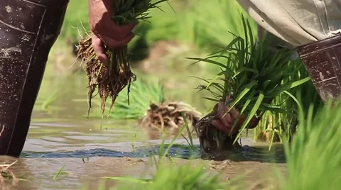 Thai farmer 库存影片 50352457