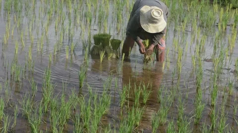 Thai Farmer Stock Footage 131079703