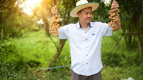 Thai Farmer with Longan Vidéo 83043886
