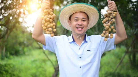 Thai Farmer with Longan Stock Footage 83044445