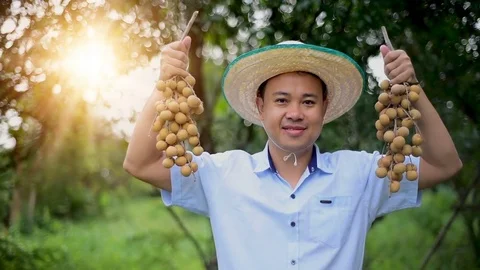 Thai Farmer with Longan Stock-Footage 83047083