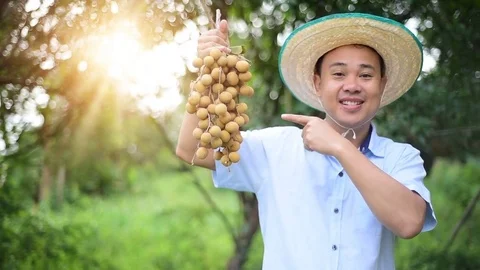Thai Farmer with Longan 库存影片 83047108