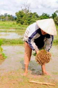 Thai farmer. Stock Photos