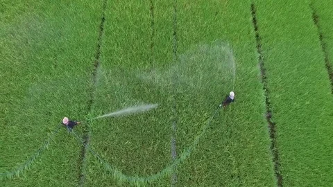 Thai farmer spraying insecticides in agricultural area Video stock 80793702