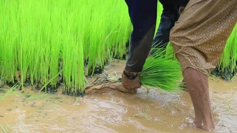 Thai farmer taking rice  tree for preparing to plant Stock Footage 246612855