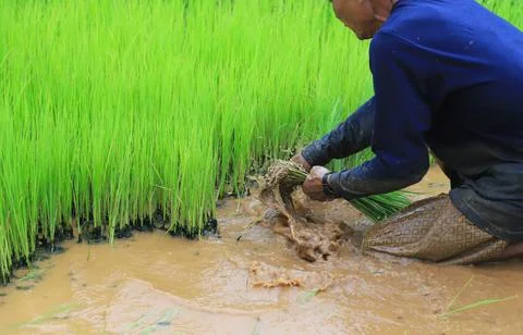 Thai farmer taking rice tree for preparing to plant in field of planting ri.. Stock Photos