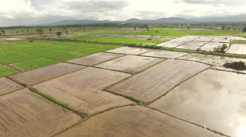 Thai farmer using bucket for make rows Stock Footage 68358183
