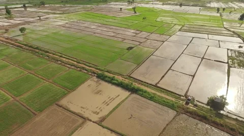 Thai farmer using bucket for make rows Stock Footage 68358198