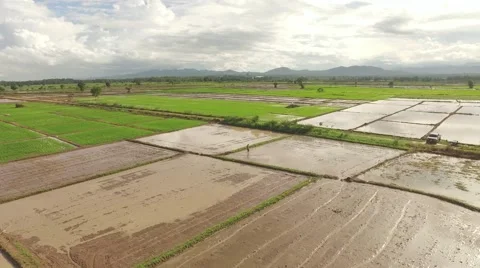 Thai farmer using bucket for make rows Video stock 68358280
