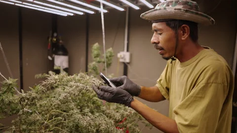 Thai farmer using a magnifying glass to measure maturity stage of a marihuana Stock Footage 235577029