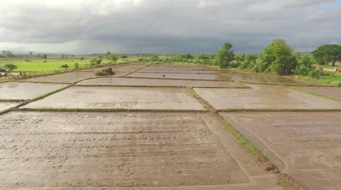 Thai farmer using seed spreader Stock Footage 68357968
