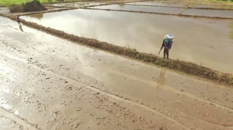 Thai farmer using seed spreader Stock Footage 68357994