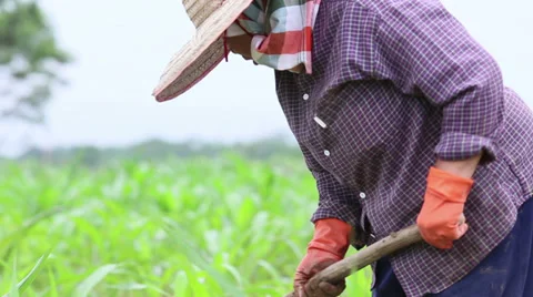 Thai Farmer Work With a Hoe in a Corn Field 스톡 동영상 30295494