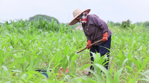 Thai Farmer Working in a Corn Field 스톡 동영상 30292656