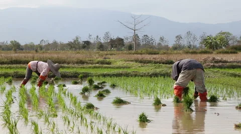 Thai farmer working in the farm. Stock Footage 61045104